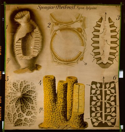 Sycon and Aplysina, No.12, Pfurtscheller